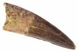 Fossil Spinosaurus Tooth - Real Dinosaur Tooth #383801-1